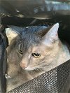 adoptable Cat in lacombe, LA named DODGE