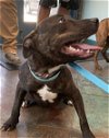 adoptable Dog in , LA named SHAKA ZULU
