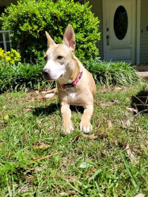 Pinky - Labrador Retriever