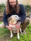 adoptable Dog in lacombe, LA named PEACH