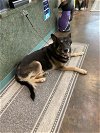 adoptable Dog in , LA named TITAN