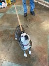 adoptable Dog in lacombe, LA named LUCY