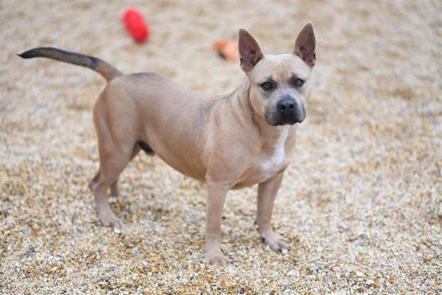adoptable Dog in Lacombe, LA named BEAUX