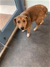 adoptable Dog in lacombe, LA named LASSIE