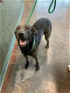 adoptable Dog in lacombe, LA named ASH