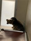 adoptable Dog in lacombe, LA named BEAR