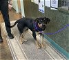 adoptable Dog in lacombe, LA named VOLTAGE