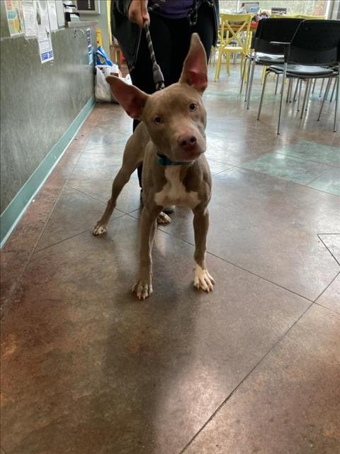 adoptable Dog in Lacombe, LA named ASPEN