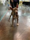 adoptable Dog in lacombe, LA named ASPEN