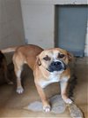 adoptable Dog in lacombe, LA named JORDY