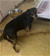 adoptable Dog in lacombe, LA named FERN