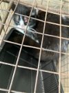 adoptable Cat in lacombe, LA named TIA