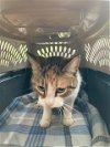 adoptable Cat in lacombe, LA named LILY