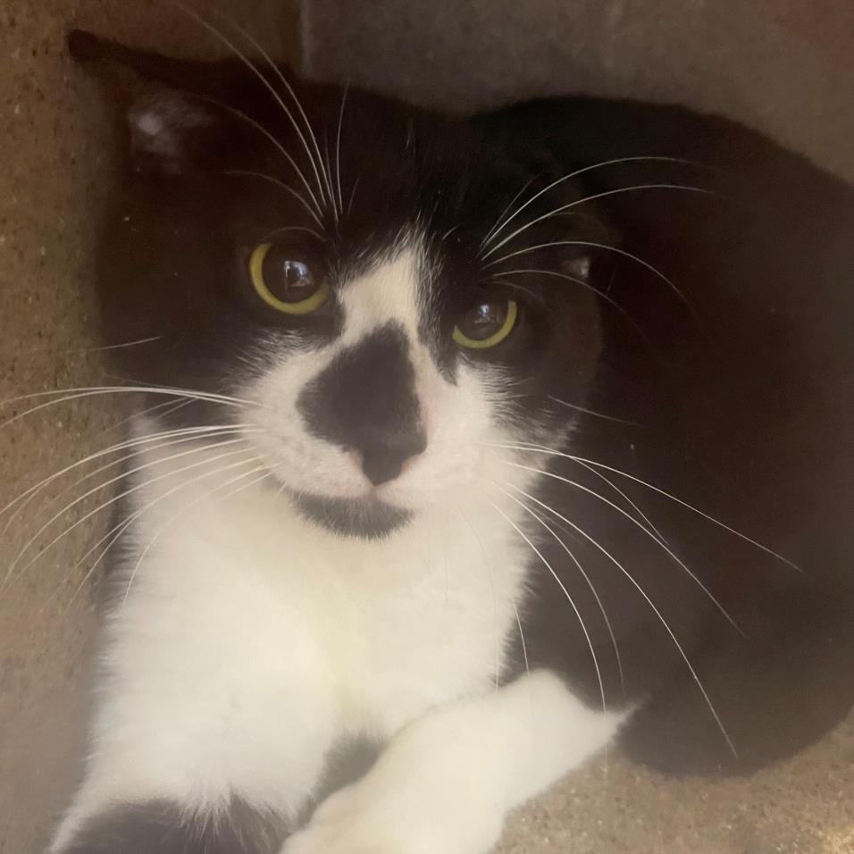 adoptable Cat in Lacombe, LA named O'MALLEY