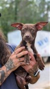 adoptable Dog in lacombe, LA named LEIA