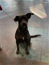 adoptable Dog in lacombe, LA named PEPPER ANN