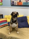 adoptable Dog in lacombe, LA named SOLAR