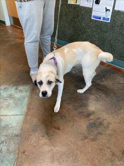 adoptable Dog in Lacombe, LA named APPLE