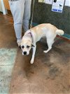 adoptable Dog in lacombe, LA named APPOLONIA