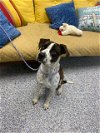 adoptable Dog in lacombe, LA named CHEF B