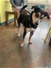 adoptable Dog in lacombe, LA named JACKSON P