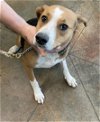 adoptable Dog in lacombe, LA named LADY BEE