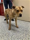 adoptable Dog in  named FRANK
