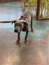 adoptable Dog in , LA named PICARD