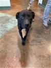 adoptable Dog in , LA named POD