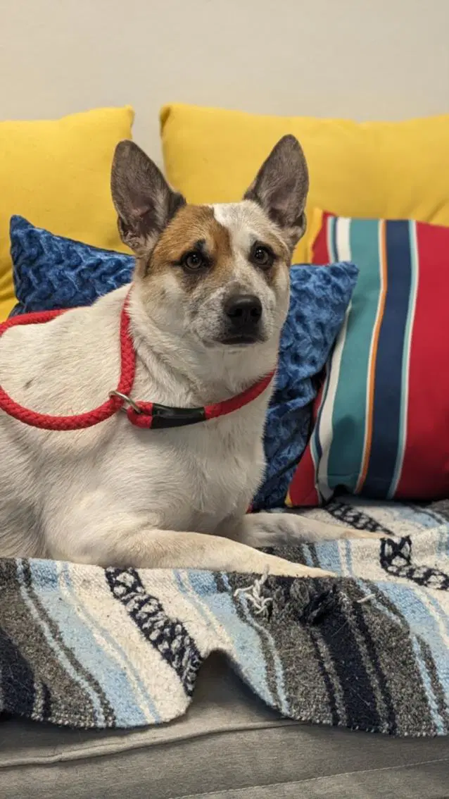 Evie - Australian Cattle Dog/Blue Heeler