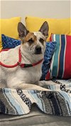 adoptable Dog in lacombe, LA named EVIE