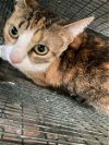 adoptable Cat in lacombe, LA named FRECKLES