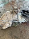 adoptable Cat in lacombe, LA named GAL