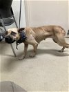 adoptable Dog in , LA named PRISSY