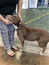 adoptable Dog in lacombe, LA named BEATRICE