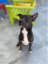 adoptable Dog in lacombe, LA named BRYNN