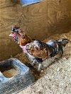 adoptable Chicken in , LA named TED