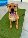 adoptable Dog in , LA named PUDDING