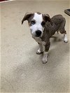 adoptable Dog in , LA named TAMMY