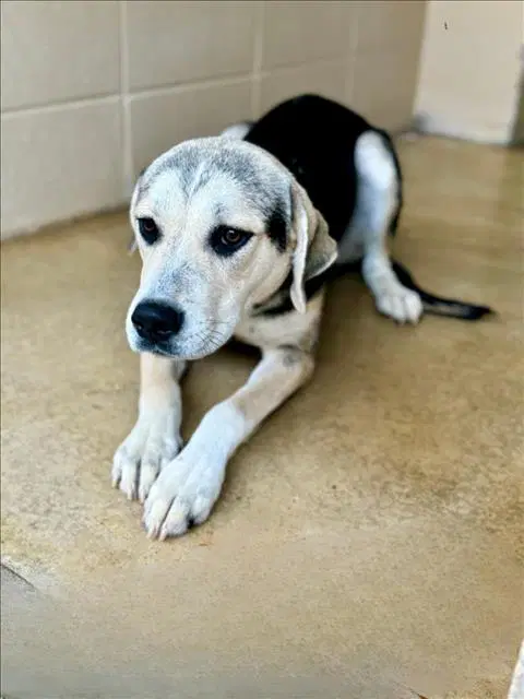 Pixie - American Foxhound