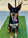 adoptable Dog in , LA named SHIM