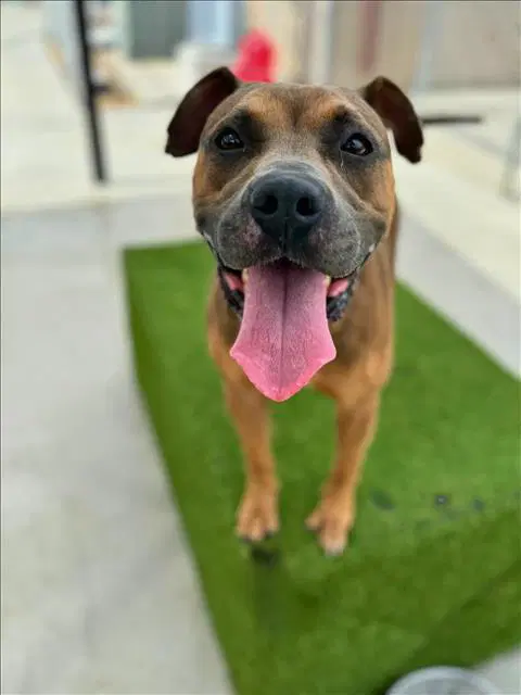 Millie - Pit Bull Terrier
