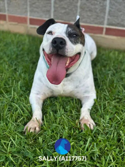 Sally - American Bulldog