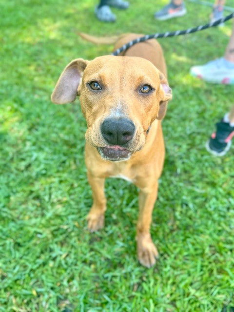 adoptable Dog in Lacombe, LA named ELODIE