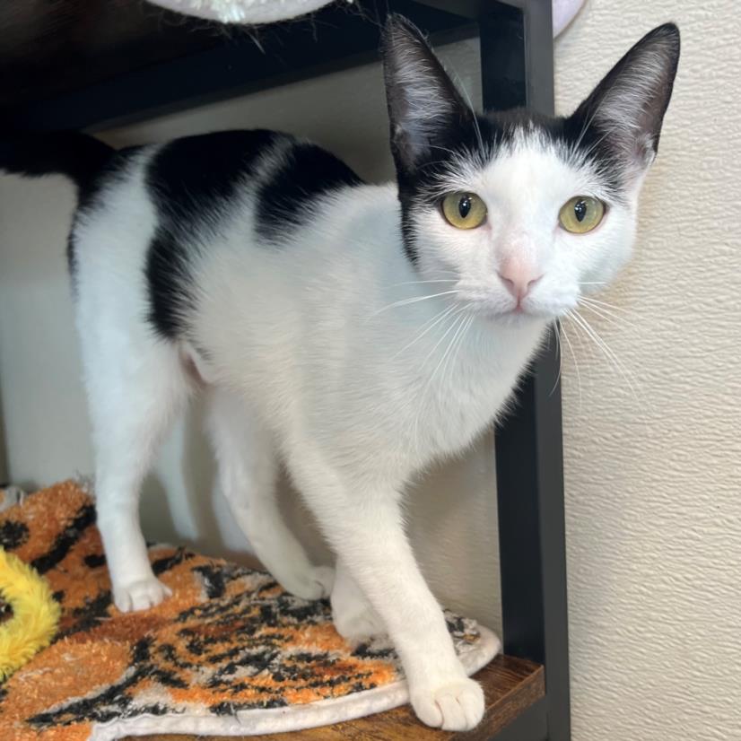 adoptable Cat in Lacombe, LA named JOLLY