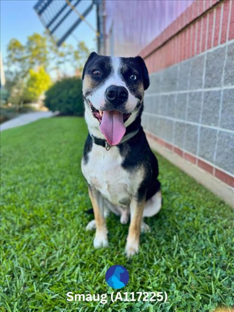 adoptable Dog in Lacombe, LA named SMAUG