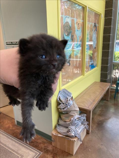 adoptable Cat in Lacombe, LA named BEAR