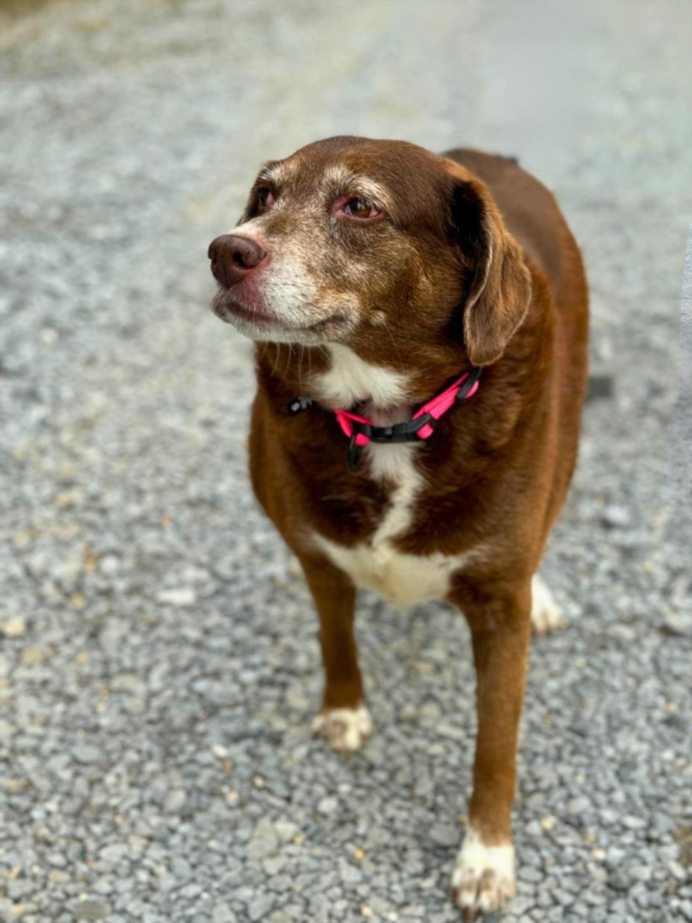 adoptable Dog in Lacombe, LA named REN