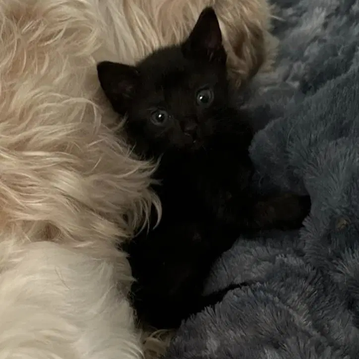 Melora - Domestic Short Hair