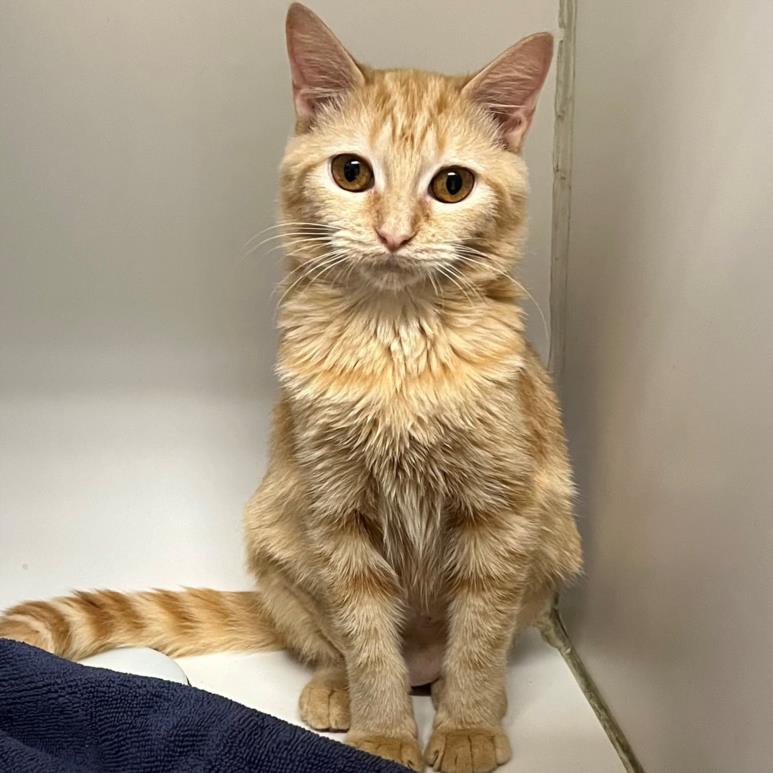 adoptable Cat in Lacombe, LA named CREAMSICLE